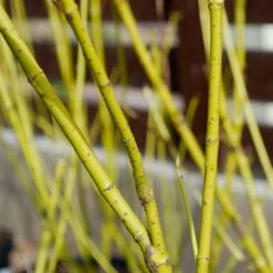 Yellow Twig Dogwood Shrub 14 Yellow Twig Dogwood Shrub -Fast Growing Trees Yellow Twig Dogwood 4 FGT