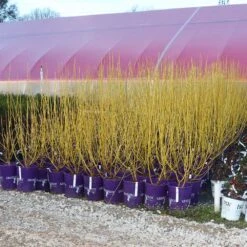 Yellow Twig Dogwood Shrub 17 Yellow Twig Dogwood Shrub -Fast Growing Trees Yellow Twig Dogwood 8