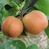 Yoinashi Asian Pear Tree 2 Yoinashi Asian Pear Tree -Fast Growing Trees Yoinashi Asian Pear 350