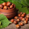 York Filbert Hazelnut 2 York Filbert Hazelnut -Fast Growing Trees York Hazelnut FGT 600x600 b9e1279c ad94 49ba 8459 c4fb071e1a5d