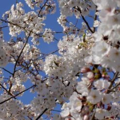 Yoshino Cherry Tree 9 Yoshino Cherry Tree -Fast Growing Trees Yoshino Cherry 4 FGT