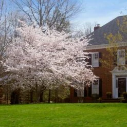 Yoshino Cherry Tree 11 Yoshino Cherry Tree -Fast Growing Trees Yoshino Cherry 8 FGT