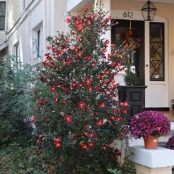 Yuletide Camellia 9 Yuletide Camellia -Fast Growing Trees Yuletide Camellia 4 BB
