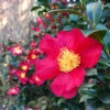 Yuletide Camellia 1 Yuletide Camellia -Fast Growing Trees Yuletide Camellia FGT 600x600 d8764a37 d843 46db 86b7 92ef75364cf1