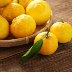 Yuzu Tree 9 Yuzu Tree -Fast Growing Trees Yuzu Citrus 3 FGT