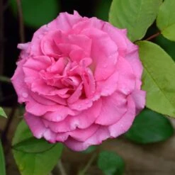 Zephirine Drouhin Climbing Rose -Fast Growing Trees Zephirine Drouhin Rose 1 FGT