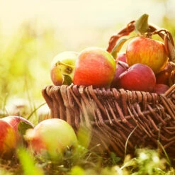 Zestar Apple Tree 8 Zestar Apple Tree -Fast Growing Trees Zestar Apple 2