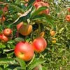 Zestar Apple Tree 2 Zestar Apple Tree -Fast Growing Trees Zestar Apple FGT 600x600 33124e32 4de1 4553 9173 3ff4b1b2002f
