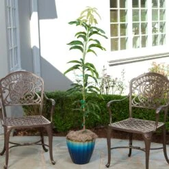 Condo Mango Tree -Fast Growing Trees condo mango 1