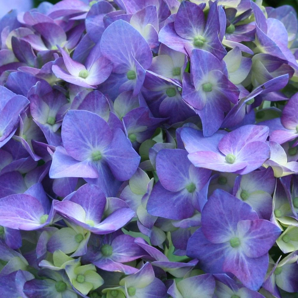 Let's Dance® Blue Jangles Hydrangea Shrub 5 Let's Dance® Blue Jangles Hydrangea Shrub - Image 3