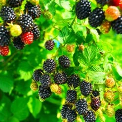 Kiowa Blackberry Bush 8 Kiowa Blackberry Bush -Fast Growing Trees kiowa blackberry 4