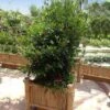Miracle Berry Plant 1 Miracle Berry Plant -Fast Growing Trees mIRACLE bERRY FGT