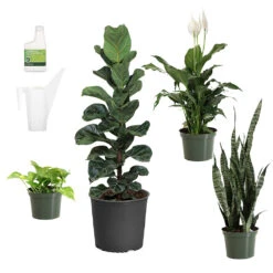 New Apartment House Plant Kit 11 New Apartment House Plant Kit -Fast Growing Trees new apartment