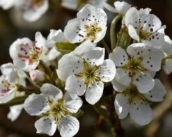 Olympic Giant Asian Pear Tree 9 Olympic Giant Asian Pear Tree -Fast Growing Trees olympic pear 450 1