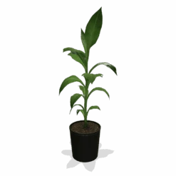Cold Hardy Banana Tree 11 Cold Hardy Banana Tree -Fast Growing Trees products 0759c65d 800b 498b b0a2 d9fb8d8c790e