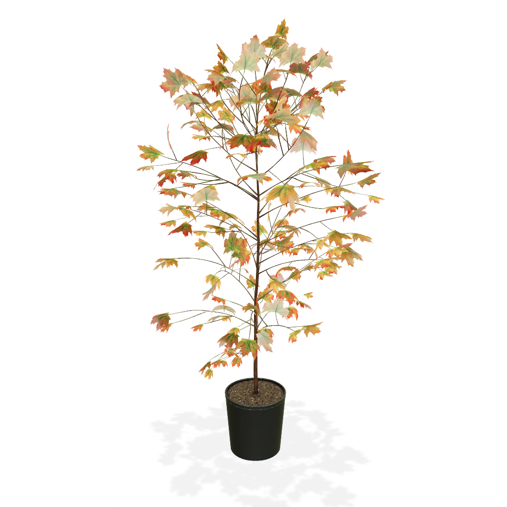 Autumn Blaze® Red Maple Tree 5 Autumn Blaze® Red Maple Tree - Image 3