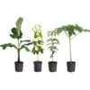 Smoothie Kit 2 Smoothie Kit -Fast Growing Trees smoothie kit 600x600 82e2bc14 252b 4b01 ba89 0540d7ba073b