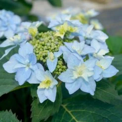 Tuff Stuff Ah-Ha® Hydrangea Shrub 12 Tuff Stuff Ah-Ha® Hydrangea Shrub -Fast Growing Trees tuff stuff ah ha hydrangea 3