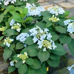Tuff Stuff Ah-Ha® Hydrangea Shrub 13 Tuff Stuff Ah-Ha® Hydrangea Shrub -Fast Growing Trees tuff stuff ah ha hydrangea 4