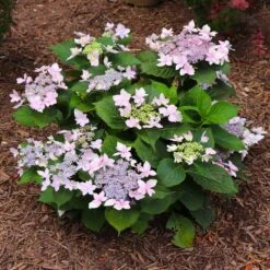Tuff Stuff Ah-Ha® Hydrangea Shrub 14 Tuff Stuff Ah-Ha® Hydrangea Shrub -Fast Growing Trees tuff stuff ah ha hydrangea 7 FGT
