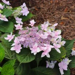 Tuff Stuff Ah-Ha® Hydrangea Shrub 15 Tuff Stuff Ah-Ha® Hydrangea Shrub -Fast Growing Trees tuff stuff ah ha hydrangea 8