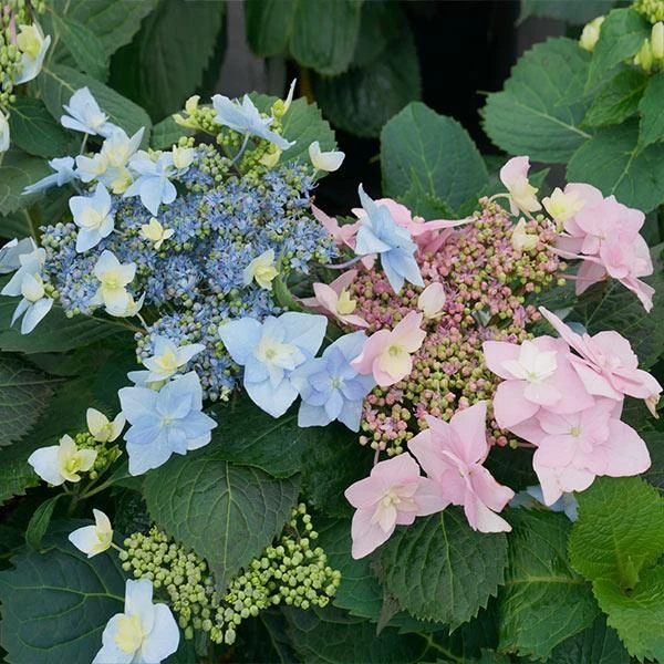 Tuff Stuff Ah-Ha® Hydrangea Shrub 3 Tuff Stuff Ah-Ha® Hydrangea Shrub