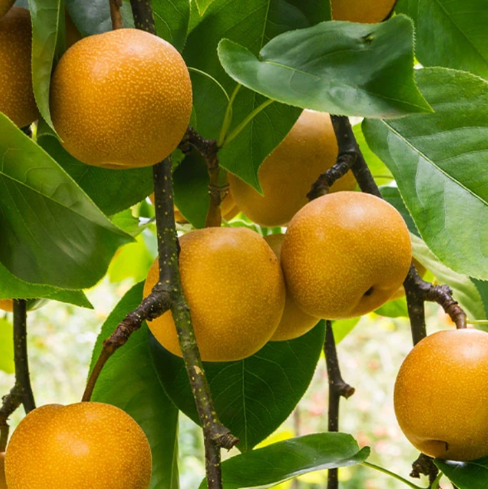 Fast Growing Trees -Fast Growing Trees ce1ad9522a597c070185fd2bad08ec61